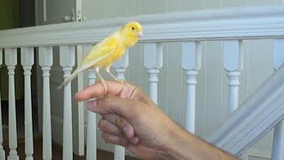 Canary singing on my hand [upl. by Ahsinyt695]