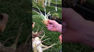 How to Separate an Air Plant Clump [upl. by Charity]