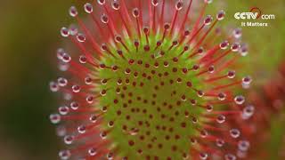 Drosera A magical plant that hunts insects CCTV English [upl. by Aztinaj78]