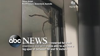 Hauntingly huge spider spotted in Australia [upl. by Beitris]