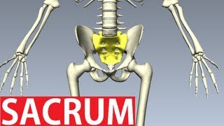 Sacrum Anatomy  Pelvic Anatomy [upl. by Lledniw]