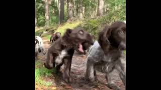 Wachtelhund Welpen mit 8 Wochen im Wald [upl. by Pierette]