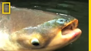 Mekong Giant Catfish  National Geographic [upl. by Gilbertine]