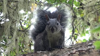 The sound of Western Gray Squirrel  4K [upl. by Necyla846]