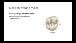 Dental Anatomy Permanent Molars [upl. by Hedwig]