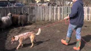 Australian Cattle Dog Herding Sheep [upl. by Enimzaj]