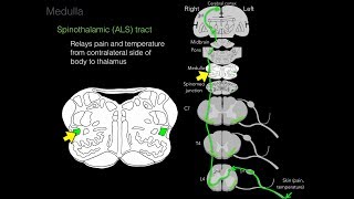 Foundational features of the brainstem [upl. by Rahal735]