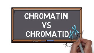 Chromatin Vs Chromatid  What is the Difference  Pocket Bio [upl. by Huberto441]