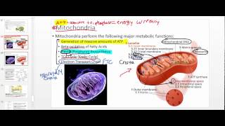 Mitochondria  NSF Chalk Talk [upl. by Ferneau]