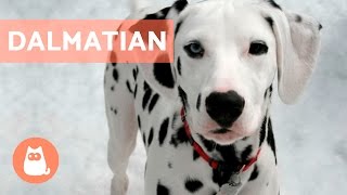 All About the DALMATIAN  Traits and Training [upl. by Hermine]