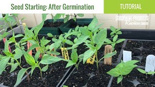 Seeds Have Germinated Now What How to Care for Seedlings  Seed Starting Part 2 [upl. by Asiralc294]