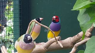 Gouldian Finches in aviary outside Gouldamadines in buiten voliere [upl. by Thormora]