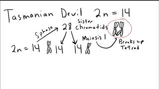 Homework Helper Meiosis Math [upl. by Etteuqal]