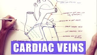 Cardiac Veins  Anatomy tutorial [upl. by Kotz]