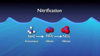 Nitrogen Removal Basics [upl. by Ttennaej]