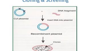 Recombinant Protein Expression in Ecoli [upl. by Thurmann]