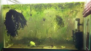 Scuds Daphnia Cherry Shrimp Copepods My aquatic food culture [upl. by Chapen]