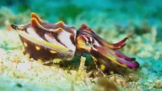 Science Today Colorful Cephalopods  California Academy of Sciences [upl. by Furie]