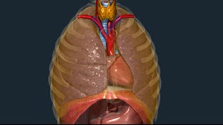 3D Tour of the Lung Pleura [upl. by Atikehs]