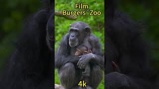 Film Burgers  Zoo [upl. by Archibold]