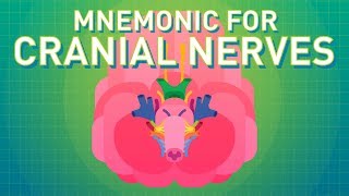 How to Remember the Cranial Nerves Mnemonic  EASIEST WAY [upl. by Euell926]