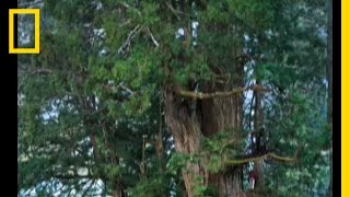 Redwoods The Tallest Trees  National Geographic [upl. by Suzzy]