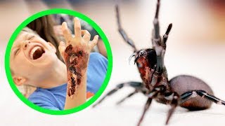 THE MOST DANGEROUS SPIDERS IN AUSTRALIA TOP 10 [upl. by Burrell892]