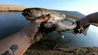 Wickiup reservoir trout fishing 2020 lake was 2 full Caught a bunch of trout [upl. by Dde]