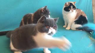 Exotic shorthair cats [upl. by Lerrud850]