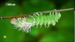 Insectos increíbles Documental Nat Geo [upl. by Onitselec]