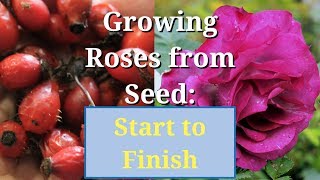 Grow Roses from Seed Start to Finish [upl. by Schalles]