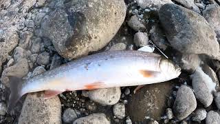 Fishing the ANCHOR River near Homer Alaska [upl. by Cornel]