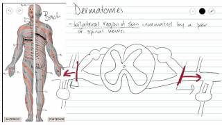 Dermatomes [upl. by Elohcin]