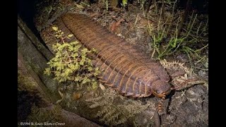 The Arthropleura [upl. by Tate]