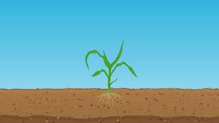 Application of Starter Fertilizer in Corn [upl. by Omer983]