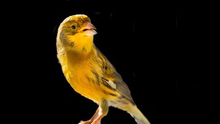 One of the kind CANARY SINGING [upl. by Eisnil275]