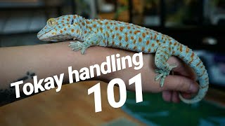 Tokay Gecko Handling Basics [upl. by Eenhat]