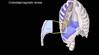 Pleural membranes [upl. by Natka]