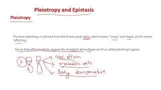 Pleiotropy and epistasis [upl. by Necyrb27]