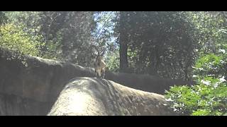 Ibex at the Los Angeles Zoo [upl. by Highams998]