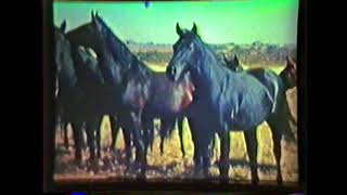 1941 Quarter Horse Film narrated by BF Yeates [upl. by Nnylamme]