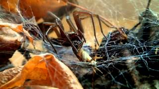 Giant House Spider Feeding  Fütterung der Großen Winkelspinne Eratigena atrica Tegenaria atrica [upl. by Arbua]