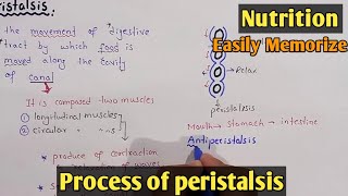 Process Of Peristalsis  Swallowing  Class 11 Biology [upl. by Yor]