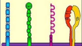 🔺LES MOLECULES DADHESION [upl. by Lochner]