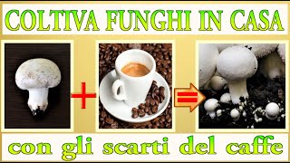 FONDI CAFFE  SCARTI FUNGO uniscili e rimarrai stupito cultivar setas to grow mushrooms [upl. by Sanburn454]