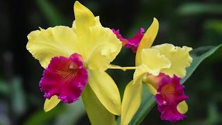 Growing and Repotting Cattleya Orchids [upl. by Ehpotsirhc]