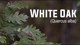 White Oak Quercus alba  Nativ Nurseries [upl. by Uwton]