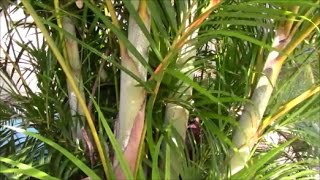 Areca Palm Stump and ReCLUMP the Clump The Secret to Success  Part 1 [upl. by Appel]