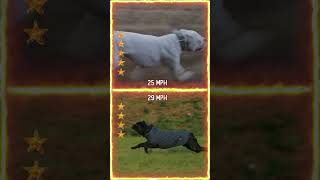 Dogo Argentino VS Cane Corso [upl. by Rowan]