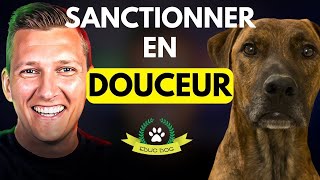 Comment punir son chien quand il fait des bêtises [upl. by Frederico331]